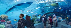 Ripley's Aquarium of Toronto Ontario Noise Vibration Consulting||Ripley's Aquarium Tank Toronto|Ripley's Toronto Aquarium Sharks