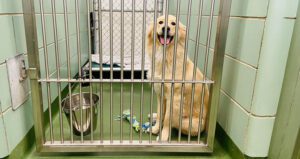 Municipal Animal Shelter Noise Control Winnipeg, Manitoba